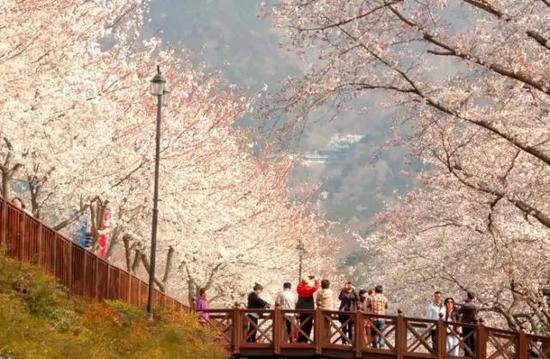 自驾美丽超乎你想象的世界十大赏花仙境