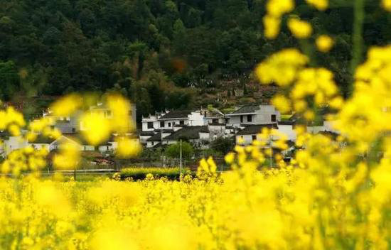 中国十大花海3月相继绽放 自驾去赏花吧!