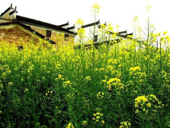 3月最佳自驾旅行地,99%的人都去错了!