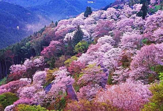 3月最佳自驾旅行地,99%的人都去错了!