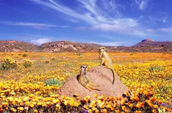 自驾美丽超乎你想象的世界十大赏花仙境