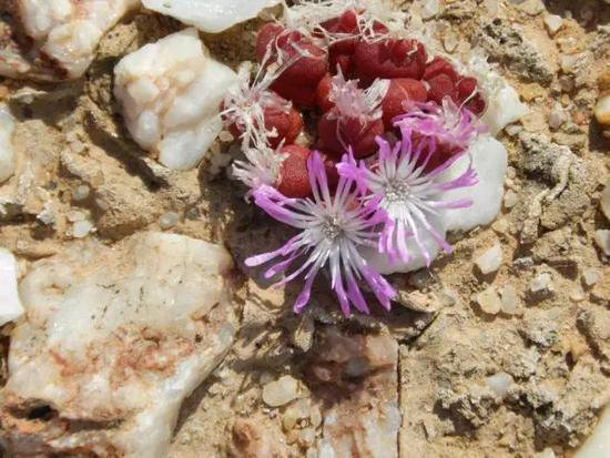 自驾美丽超乎你想象的世界十大赏花仙境