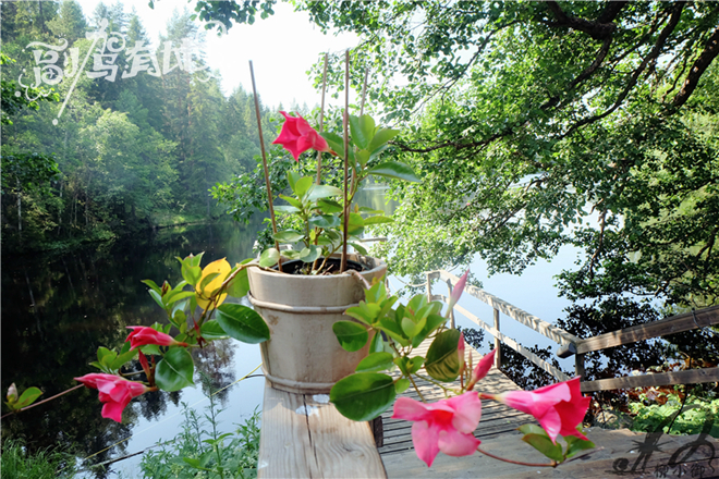 纵情冰火两重天 丛林体验芬兰浴