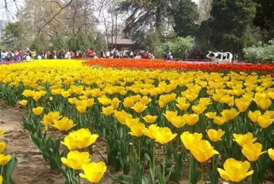 春来自驾赏花去 陕西最美十大赏花地