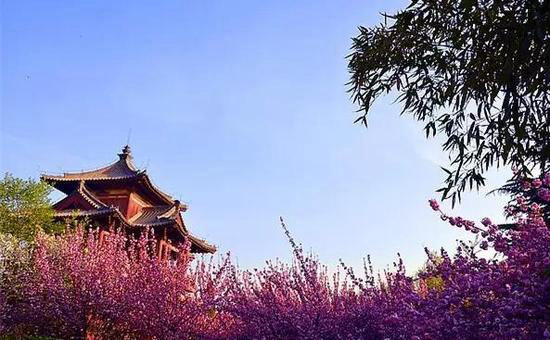 春来自驾赏花去 陕西最美十大赏花地