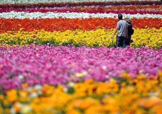 春来自驾赏花去 陕西最美十大赏花地