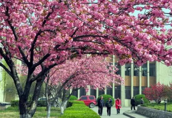 春来自驾赏花去 陕西最美十大赏花地