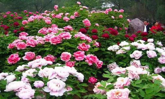 春来自驾赏花去 陕西最美十大赏花地