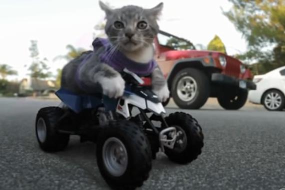 视频：太萌了！猫咪出演《速度与激情》