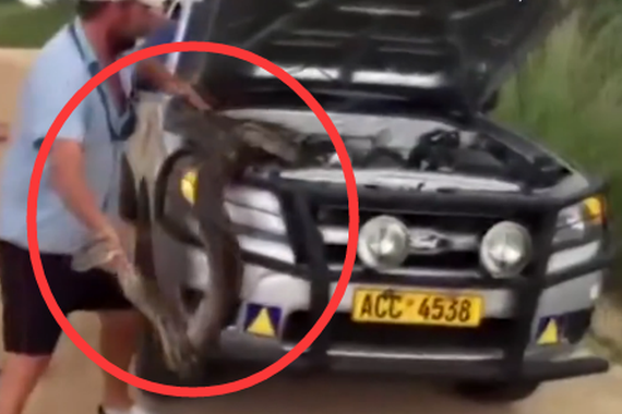 视频：吓惨！4.5米蟒蛇盘踞汽车引擎盖