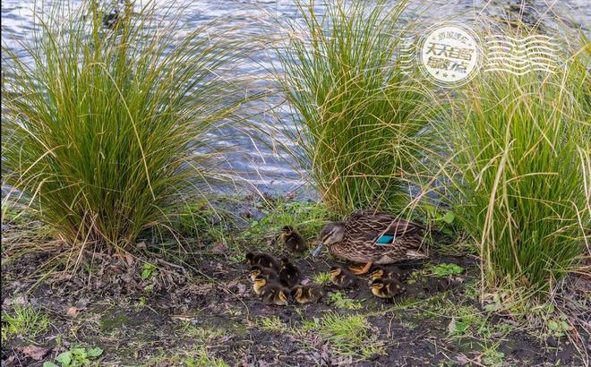 自驾|与英伦帅船夫泛舟在铺满樱花的水路