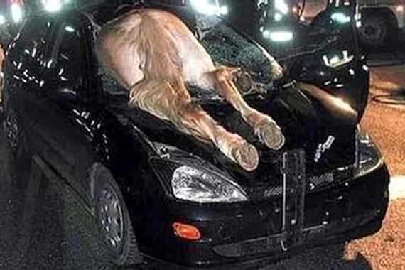 两脱缰马逆行狂奔撞汽车 交警:非交通事故