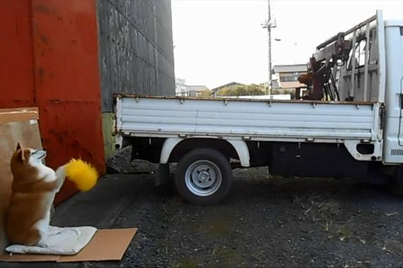 视频：别人的倒车雷达！秋田犬指挥倒车