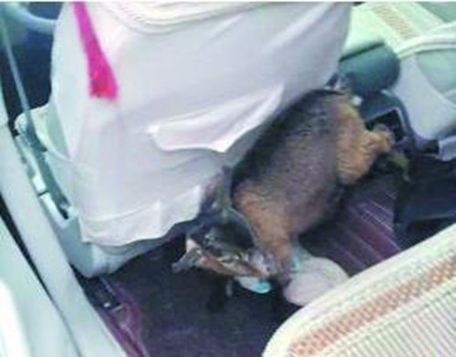 自驾途中遇山羊 豪车司机竟变成“灰太狼”