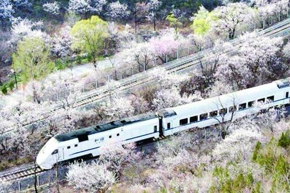 摄影者为拍居庸关花海美图逼停火车