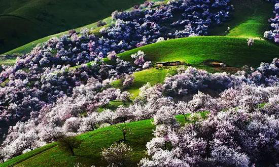 4月国内外最美春天 就应该自驾去这些地方