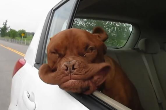 视频：带着狗狗去兜风！自带音效的视频