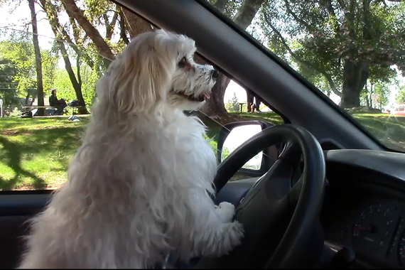 视频：超稀奇！狗狗也能开车上路了