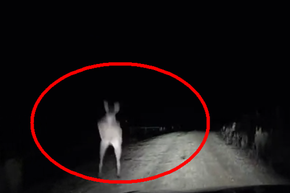 视频：袋鼠VS汽车，谁赢谁输？