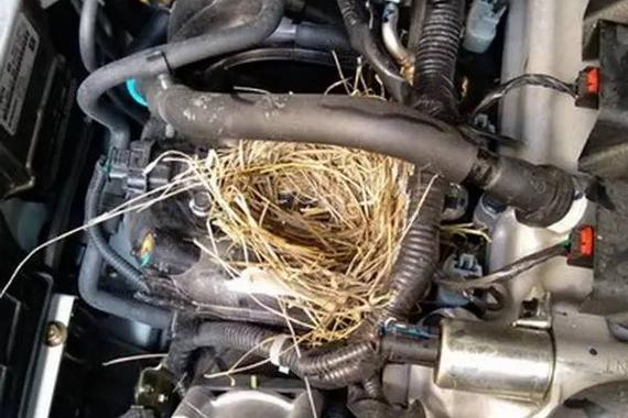 鼠患可能让你的车自燃 如何防范？