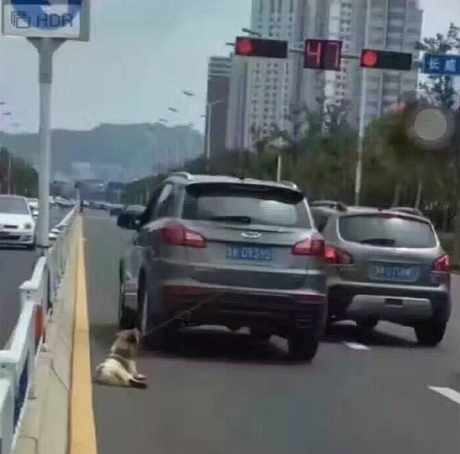 网曝男子开车将小狗拖行致死 路人怒围攻