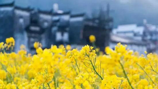 自驾中国10个最生态小镇 排名第一竟是它