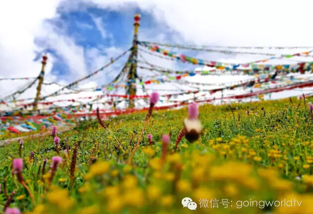 重返西藏，护送茶马古道上的茶魂