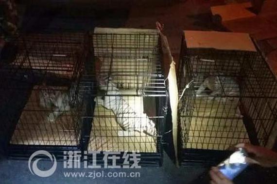 司机偷运珍稀白虎被拦 撒谎称是波斯猫