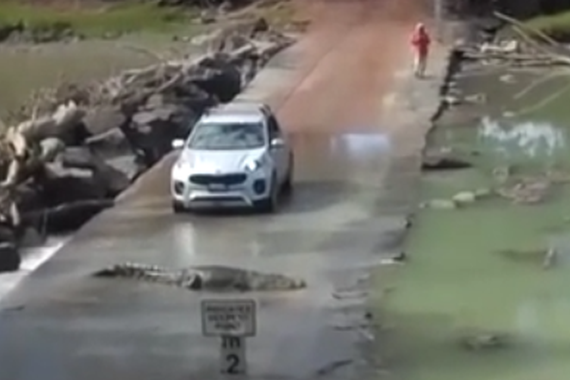 视频：鳄鱼VS汽车，谁胜谁负？