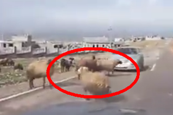 视频:汽车横穿正在群殴的山羊，结果...