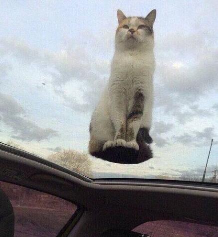 老司机你开太快了 吓死宝宝了