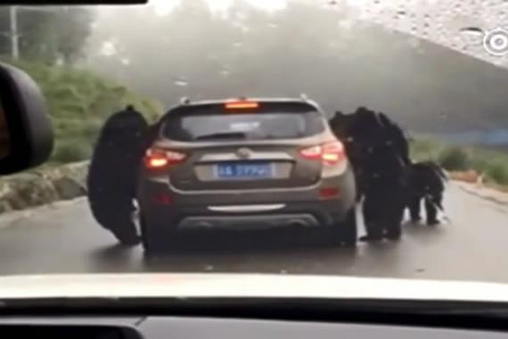 视频：最彪悍的“劫匪”！这车保不住了