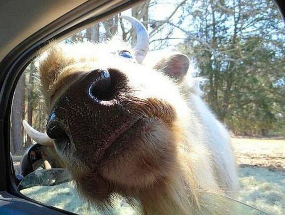 刚走开一会 回来车内就是这样香艳的场景