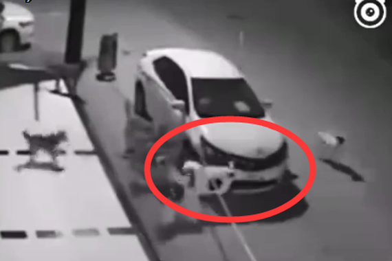 视频：车主白天虐待了一只野狗 于是晚上