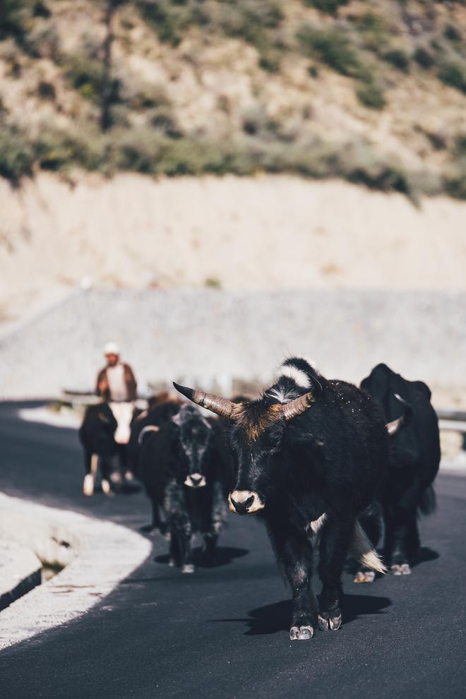 从林芝出发,转动藏秘之路