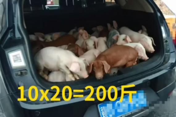 视频：后备箱塞20只猪仔！交警都看傻眼