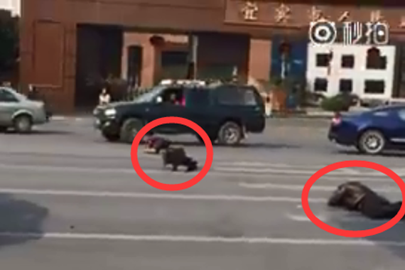 视频：没人能管？法院门口组团碰瓷