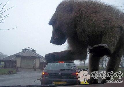 每日趣图|妹子我们换个地方 车上有点脏