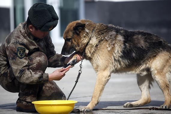 边关功臣军犬退役 战士列队敬礼泪别