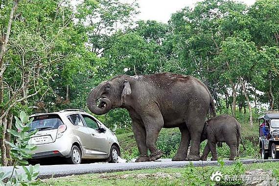 趁游客自拍 大象吞噬旅客车内钱包