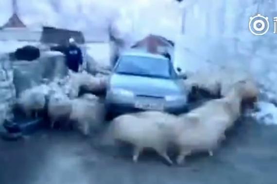 视频：神奇一幕！自带光环的轿车