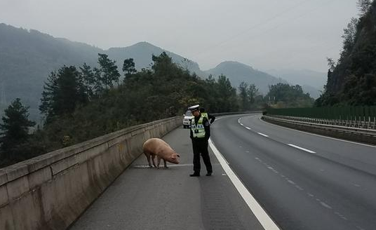 “二师兄”高速公路跳车 驾驶员吃罚单