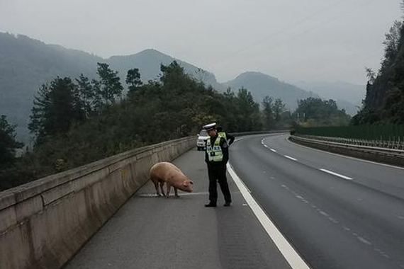 “二师兄”高速公路跳车 驾驶员吃罚单