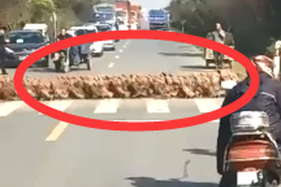 视频：绝对大场面！上万只鸭子齐过马路