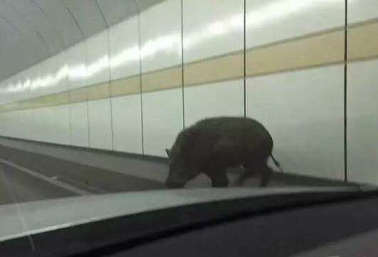 每日趣图|司机偷拍两个猴急的年轻人