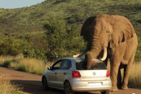 车子被大象拿来挠痒痒是怎样的一种感受？