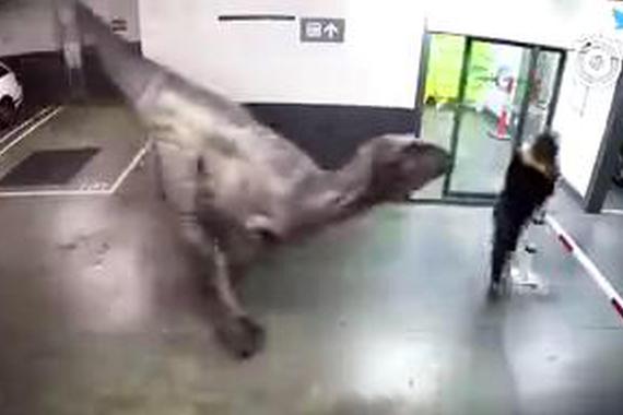 视频：下地库开车遇到这一幕的话，你会肿么反应？