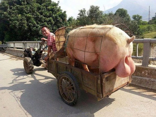 每日趣图|我能想象昨晚妹纸经历了些什么