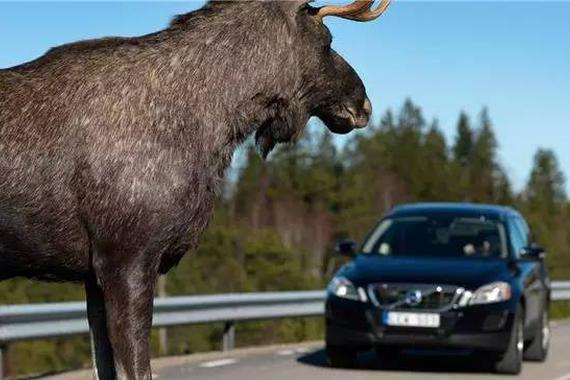 厉害了我的哥 一只麋鹿对SUV伤害这么大