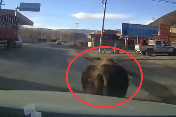 视频：牛还没反应过来 就被撞飞了